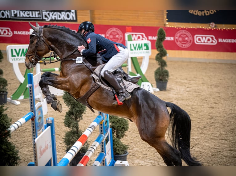 Caballo de deporte belga Semental 9 años 169 cm Castaño in Iserlohn