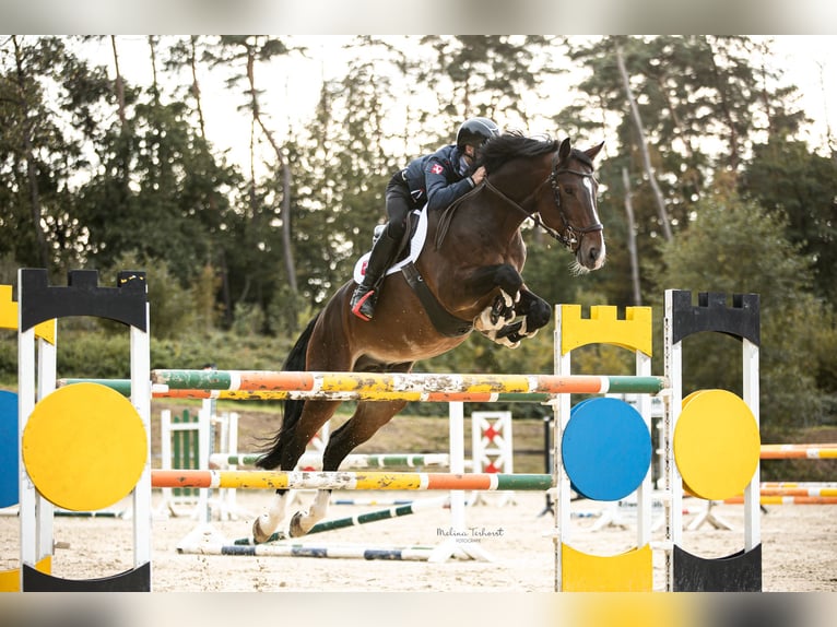 Caballo de deporte belga Semental 9 años 169 cm Castaño in Iserlohn