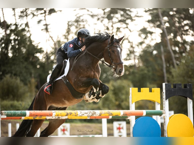 Caballo de deporte belga Semental 9 años 169 cm Castaño in Iserlohn