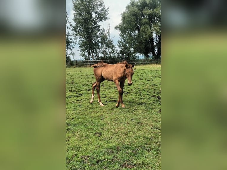 Caballo de deporte belga Semental Potro (04/2024) Alazán in Lontzen