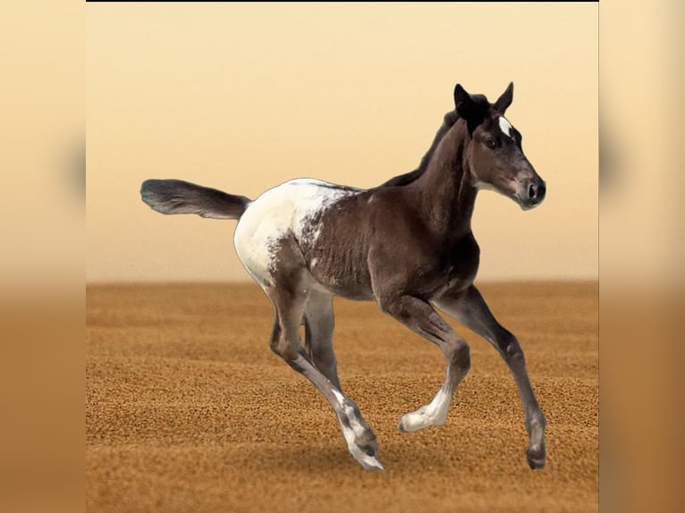 Caballo de deporte belga Semental Potro (01/2026) Atigrado/Moteado in Pandino