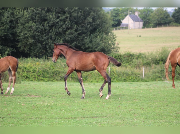 Caballo de deporte belga Semental Potro (01/2026)  in Sainte-Honorine-la-Chardonne