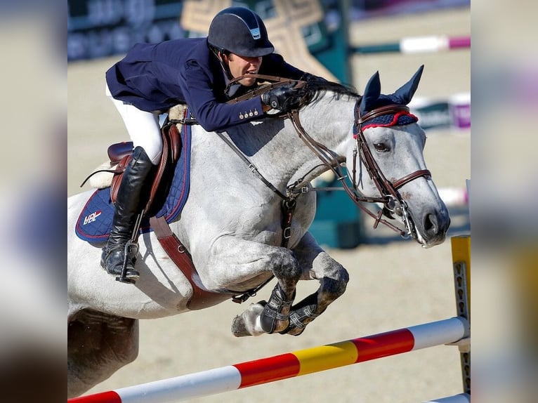 Caballo de deporte belga Semental Potro (03/2026)  in Swarzędz
