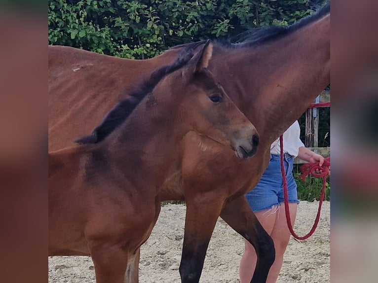 Caballo de deporte belga Semental  Castaño in GROTE-BROGEL