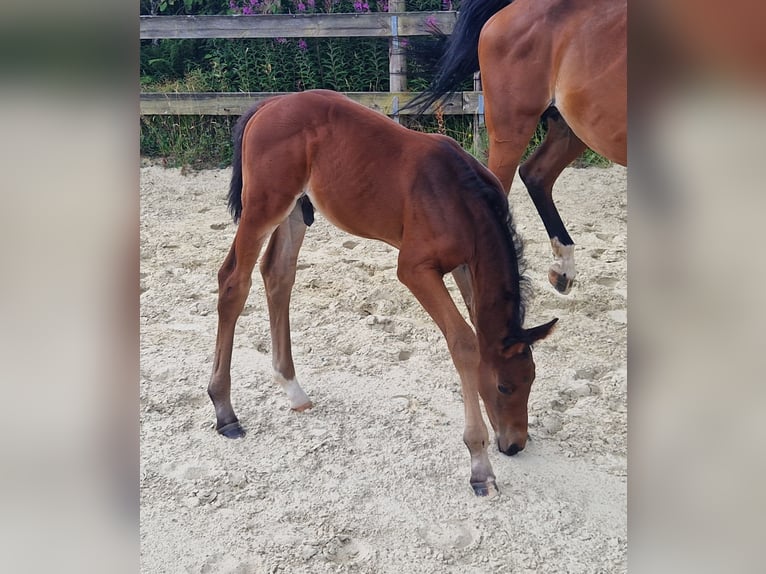 Caballo de deporte belga Semental  Castaño in GROTE-BROGEL