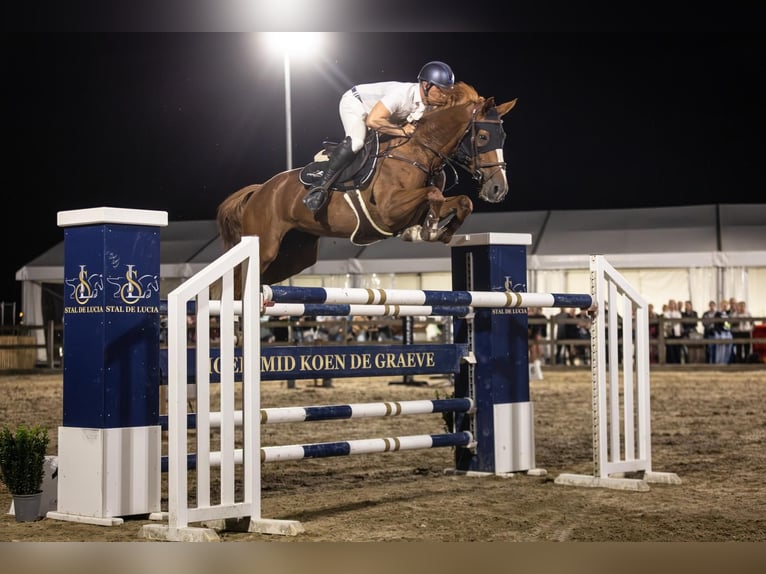 Caballo de deporte belga Yegua 10 años 160 cm Alazán in Oosteeklo