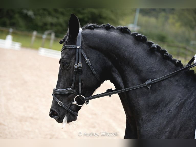 Caballo de deporte belga Yegua 10 años 164 cm Negro in La Génétouze