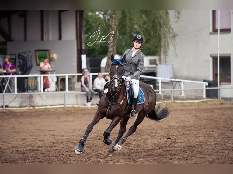 Caballo de deporte belga Yegua 10 años 165 cm Negro in Bad Orb