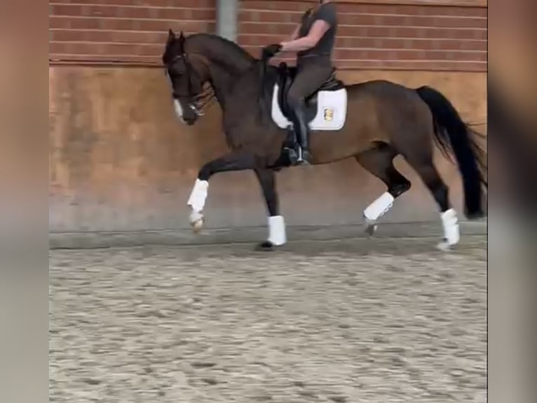 Caballo de deporte belga Yegua 10 años 166 cm Castaño in Mönchengladbach