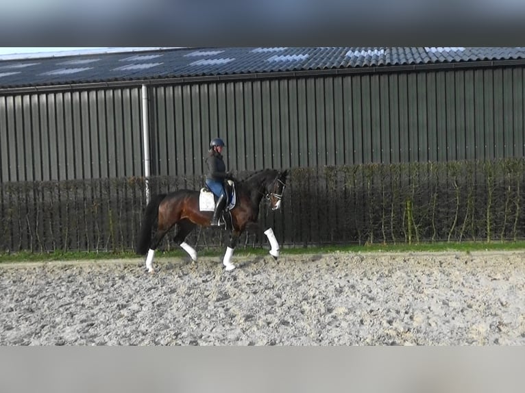 Caballo de deporte belga Yegua 10 años 166 cm Castaño in Mönchengladbach