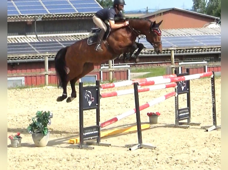 Caballo de deporte belga Yegua 10 años 171 cm Castaño in Bad Dürrheim