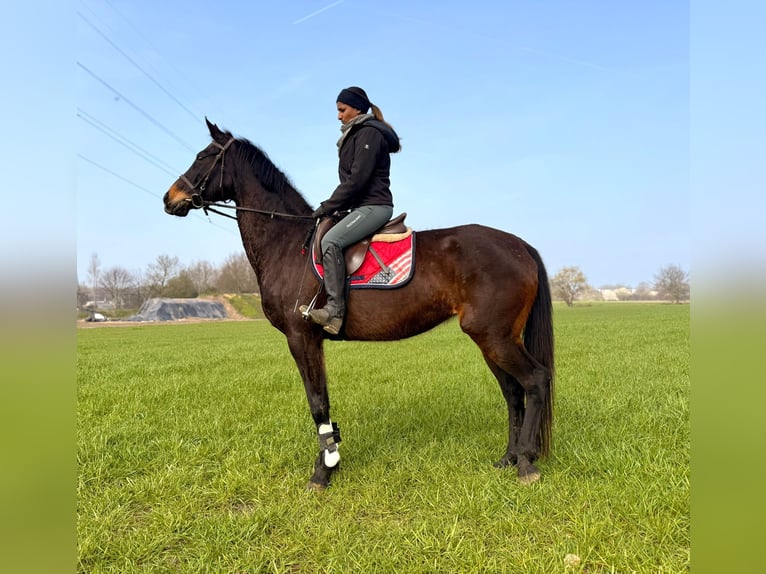 Caballo de deporte belga Yegua 13 años 160 cm Castaño oscuro in Bornem