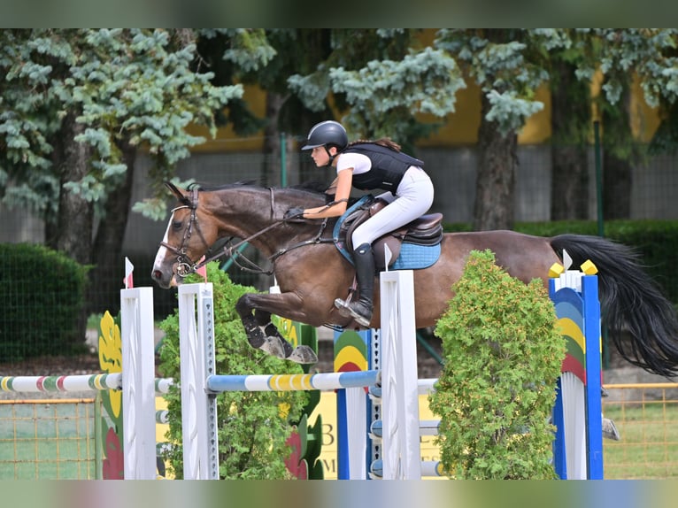 Caballo de deporte belga Yegua 13 años 168 cm Castaño rojizo in Tök