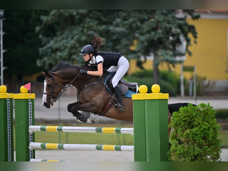 Caballo de deporte belga Yegua 13 años 168 cm Castaño rojizo in Tök