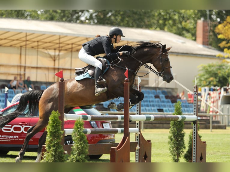 Caballo de deporte belga Yegua 13 años 168 cm Castaño rojizo in Tök