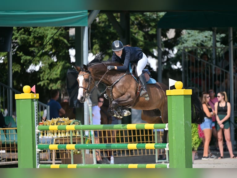 Caballo de deporte belga Yegua 13 años 168 cm Castaño rojizo in Tök