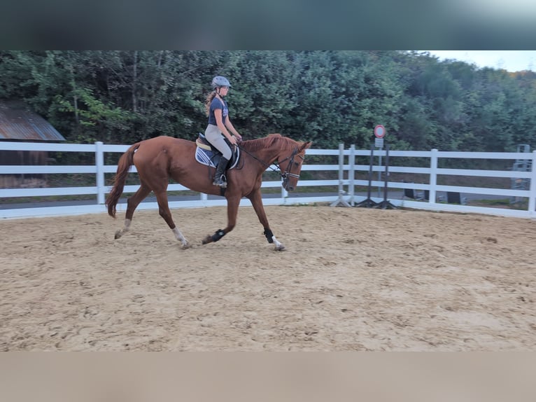 Caballo de deporte belga Yegua 13 años 173 cm Alazán in Morsbach
