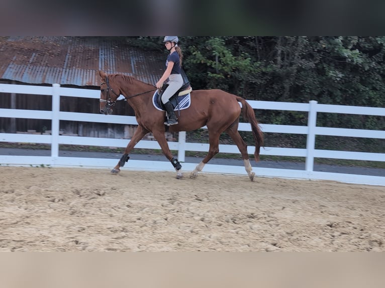 Caballo de deporte belga Yegua 13 años 173 cm Alazán in Morsbach