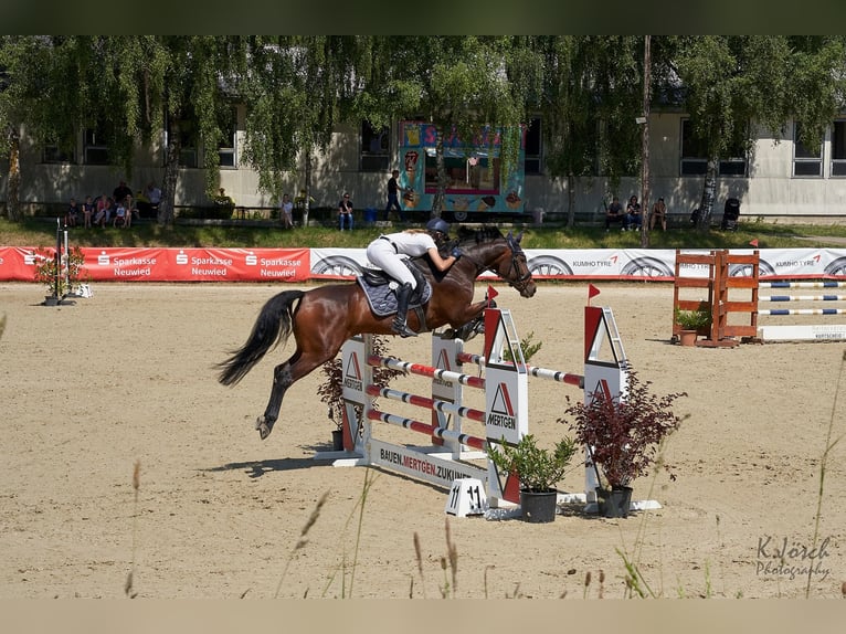 Caballo de deporte belga Yegua 14 años 167 cm Castaño in Montabaur