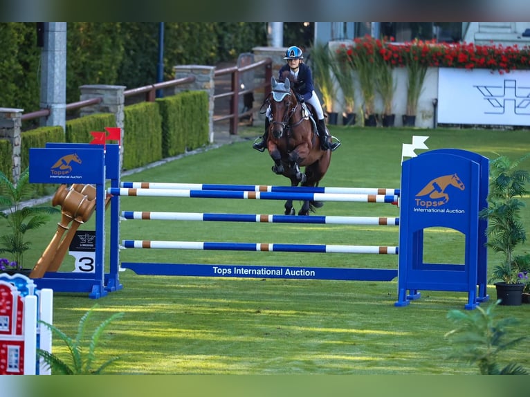 Caballo de deporte belga Yegua 14 años 168 cm Castaño in Roma