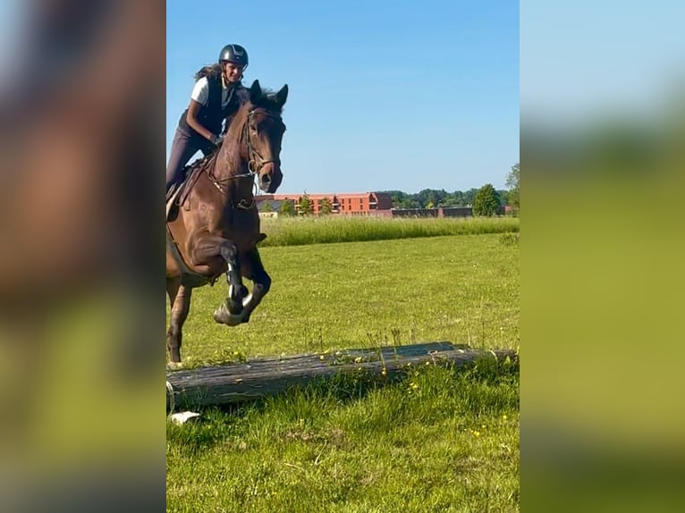 Caballo de deporte belga Yegua 15 años 172 cm Castaño oscuro in Birnem