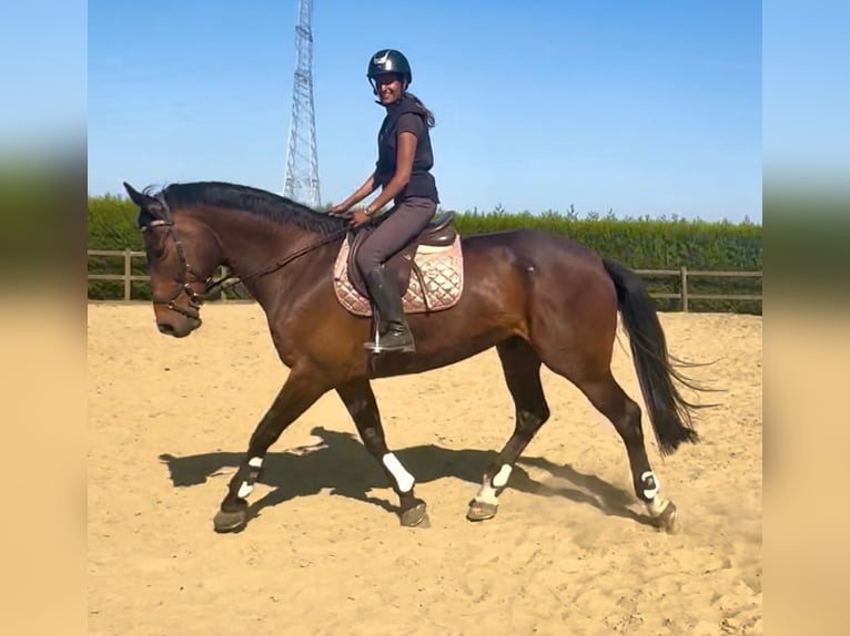 Caballo de deporte belga Yegua 15 años 172 cm Castaño oscuro in Birnem