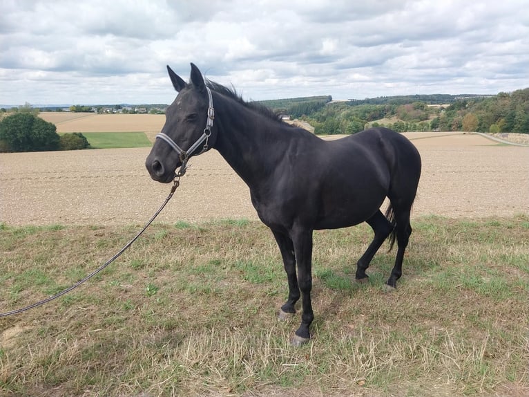 Caballo de deporte belga Mestizo Yegua 19 años 158 cm Negro in Kisselbach