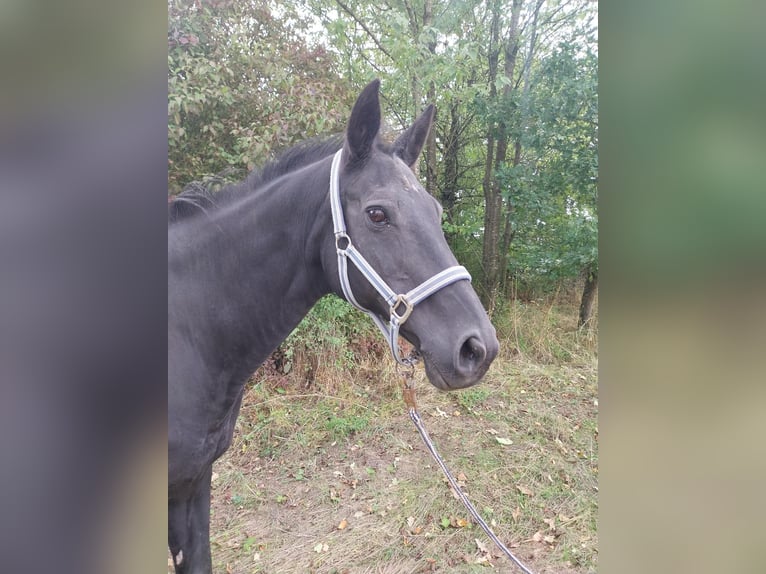 Caballo de deporte belga Mestizo Yegua 19 años 158 cm Negro in Kisselbach