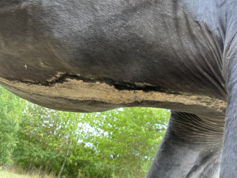 Caballo de deporte belga Mestizo Yegua 19 años 158 cm Negro in Kisselbach