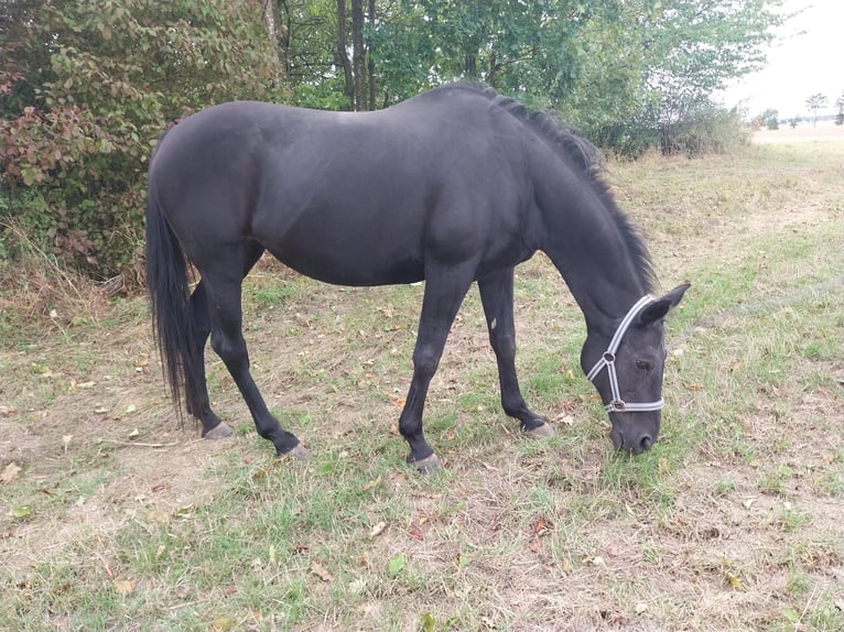 Caballo de deporte belga Mestizo Yegua 19 años 158 cm Negro in Kisselbach