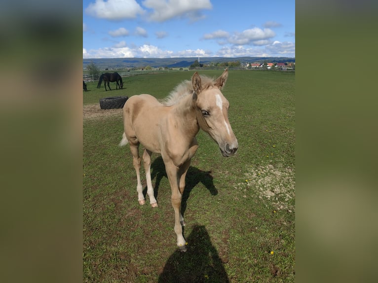 Caballo de deporte belga Yegua 1 año 166 cm Palomino in Weiskirchen