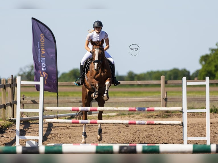 Caballo de deporte belga Yegua 1 año 170 cm Alazán in Ternat