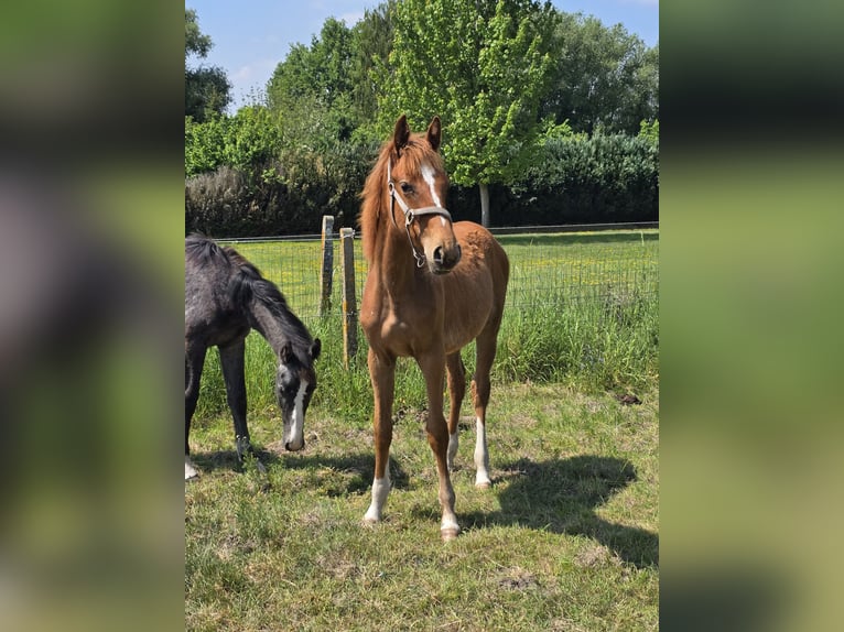 Caballo de deporte belga Yegua 1 año 170 cm Alazán in Ternat