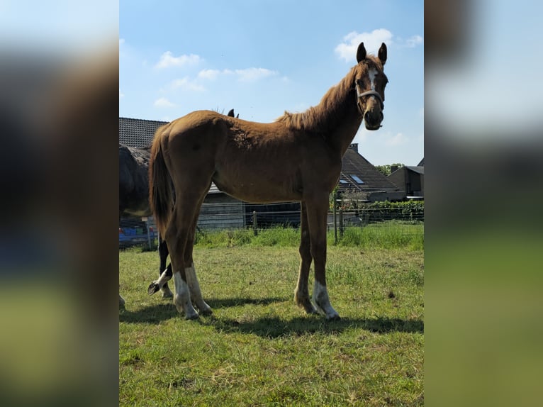 Caballo de deporte belga Yegua 1 año 170 cm Alazán in Ternat