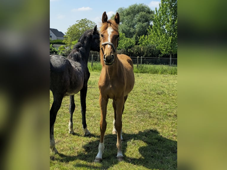 Caballo de deporte belga Yegua 1 año 170 cm Alazán in Ternat