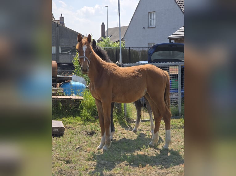 Caballo de deporte belga Yegua 1 año 170 cm Alazán in Ternat