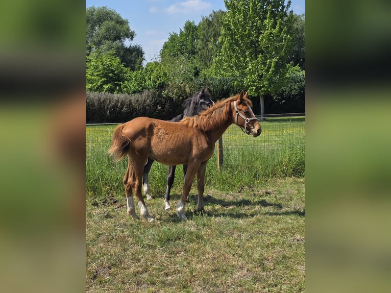 Caballo de deporte belga Yegua 1 año 170 cm Alazán in Ternat