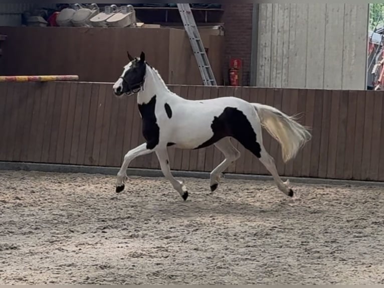 Caballo de deporte belga Yegua 2 años 153 cm Pío in Zieuwent