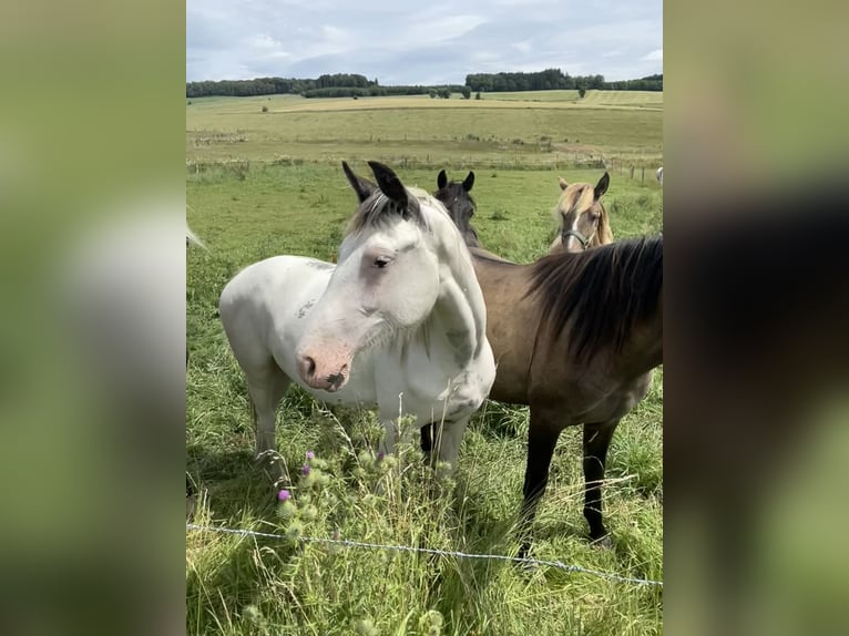 Caballo de deporte belga Mestizo Yegua 2 años 155 cm Overo-todas las-capas in Bastogne