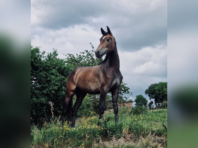 Caballo de deporte belga Yegua 2 años 158 cm Tordo in Bellaire