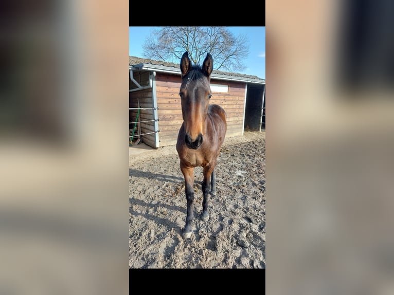 Caballo de deporte belga Yegua 2 años 165 cm Castaño in Merkelbeek