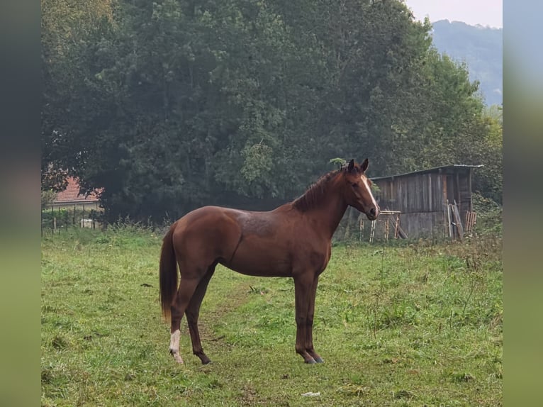 Caballo de deporte belga Yegua 2 años 167 cm Alazán-tostado in Louviers
