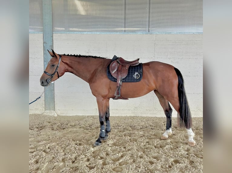 Caballo de deporte belga Yegua 3 años 166 cm Castaño rojizo in Aiello Del Friuli