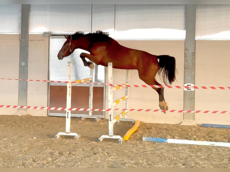 Caballo de deporte belga Yegua 3 años 166 cm Castaño rojizo in Aiello Del Friuli