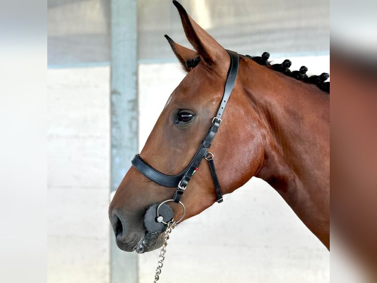 Caballo de deporte belga Yegua 3 años 166 cm Castaño rojizo in Aiello Del Friuli