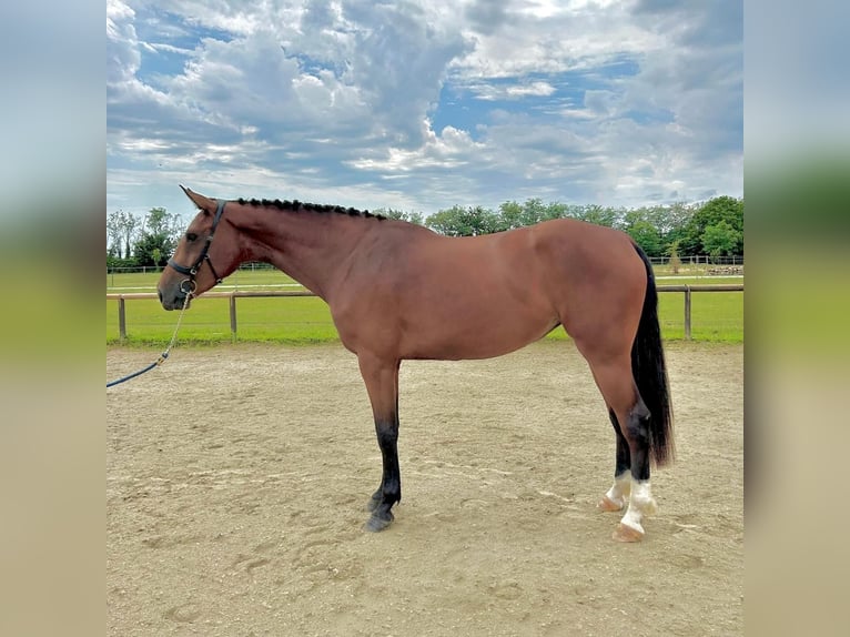 Caballo de deporte belga Yegua 3 años 166 cm Castaño rojizo in Aiello Del Friuli