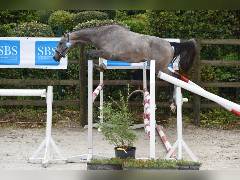 Caballo de deporte belga Yegua 3 años 166 cm Tordo in Marienthal