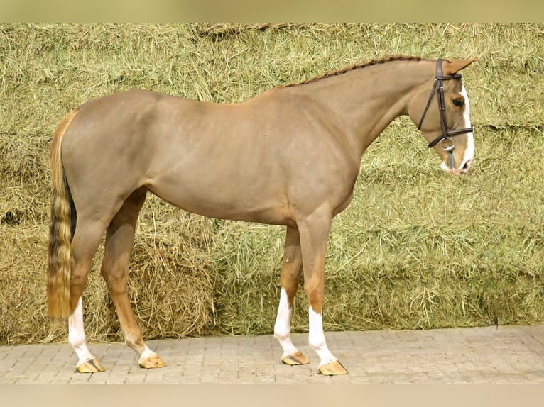 Caballo de deporte belga Yegua 4 años 166 cm Alazán in Bladel