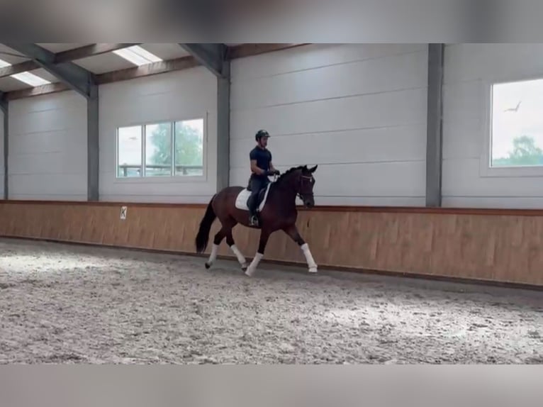 Caballo de deporte belga Yegua 4 años 167 cm Castaño in Sankt Vith