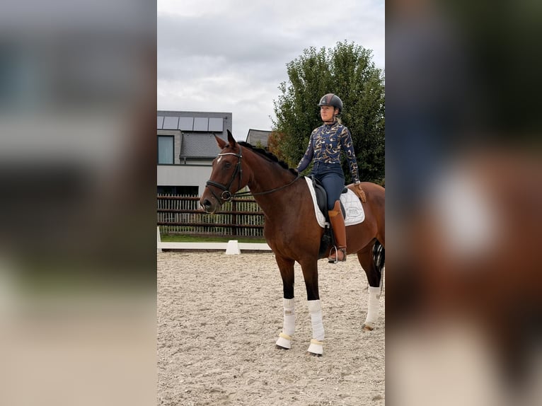 Caballo de deporte belga Yegua 4 años 168 cm Castaño in Sankt Vith